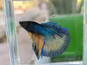Betta Fish