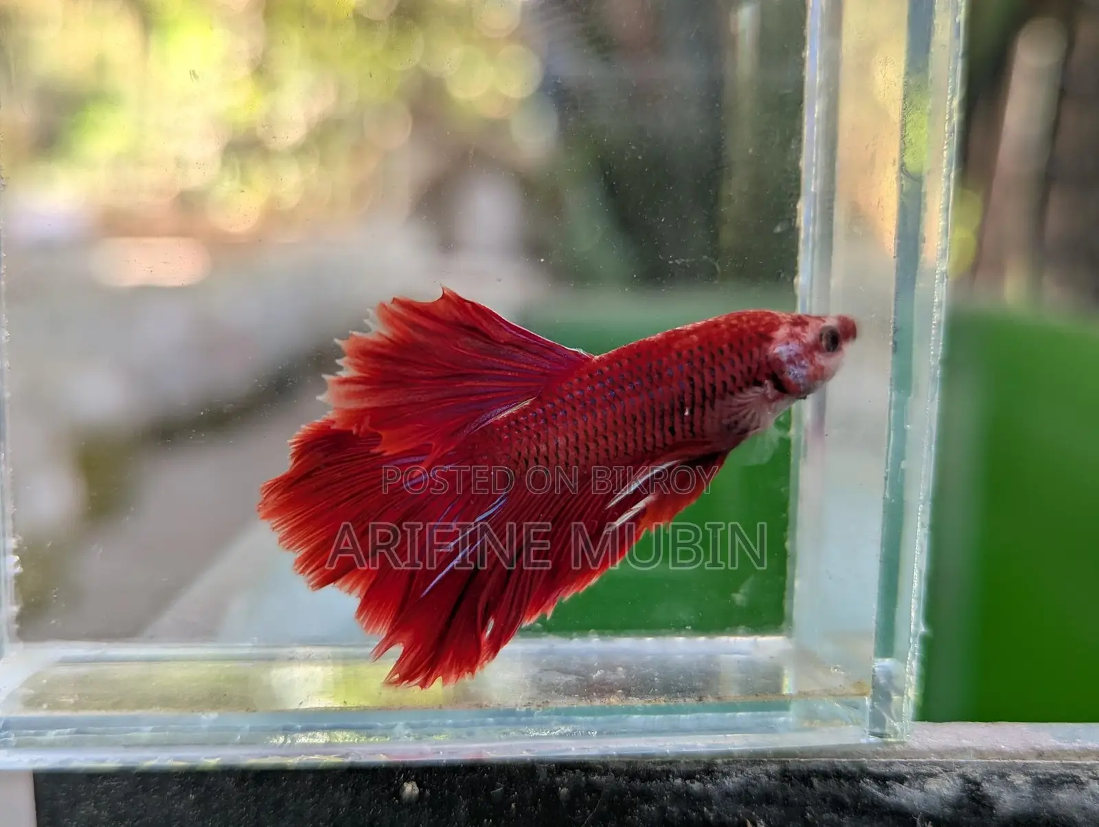 Betta Fish