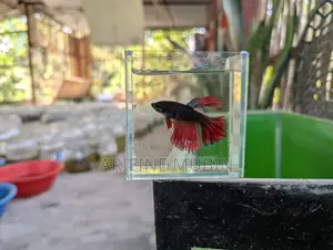 Betta Fish