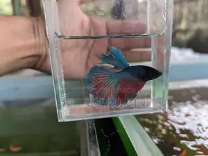 Betta Fish