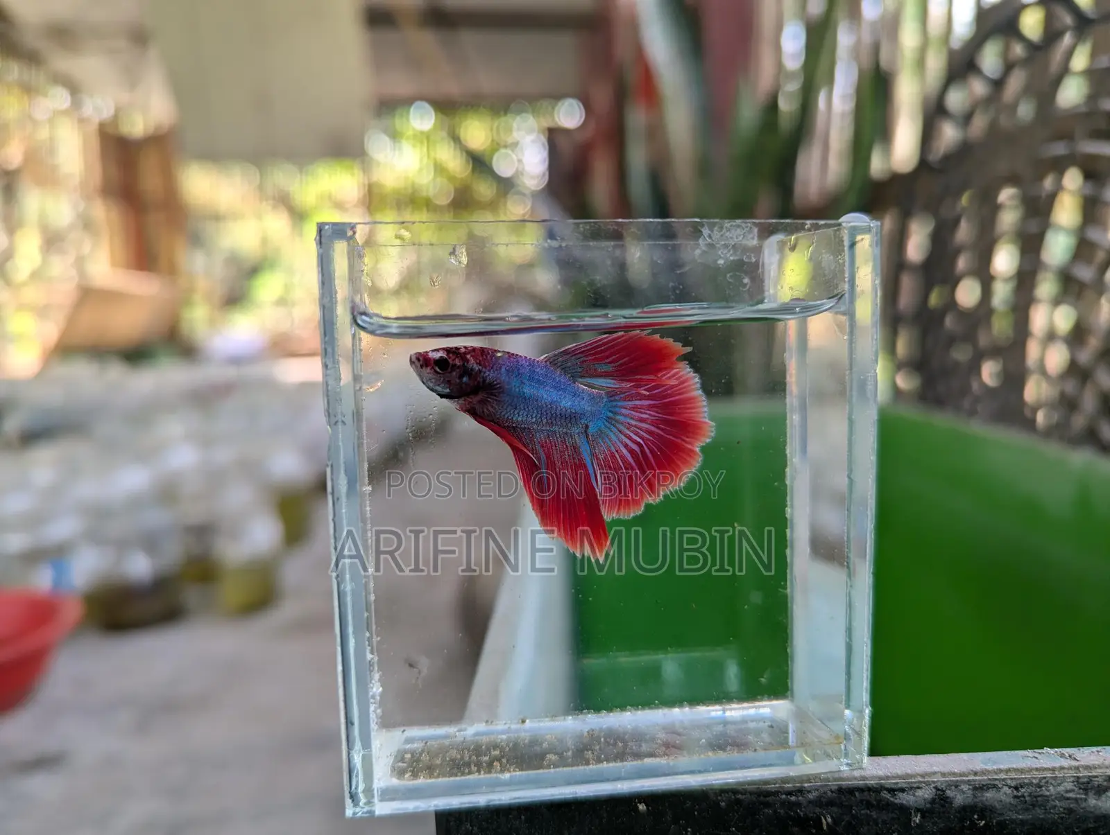 Betta Fish