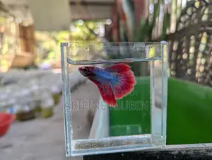 Betta Fish