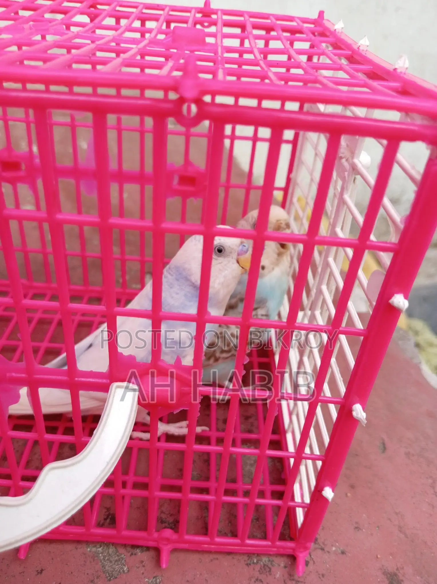 Adult Budgie Birds