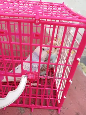 Adult Budgie Birds