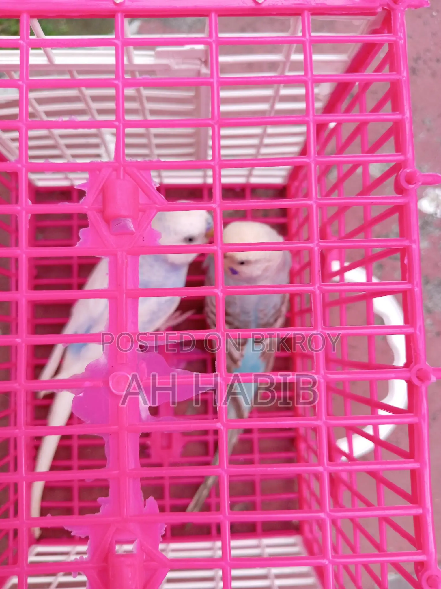 Adult Budgie Birds