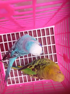 Adult Budgie Birds