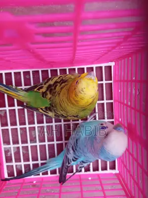 Adult Budgie Birds