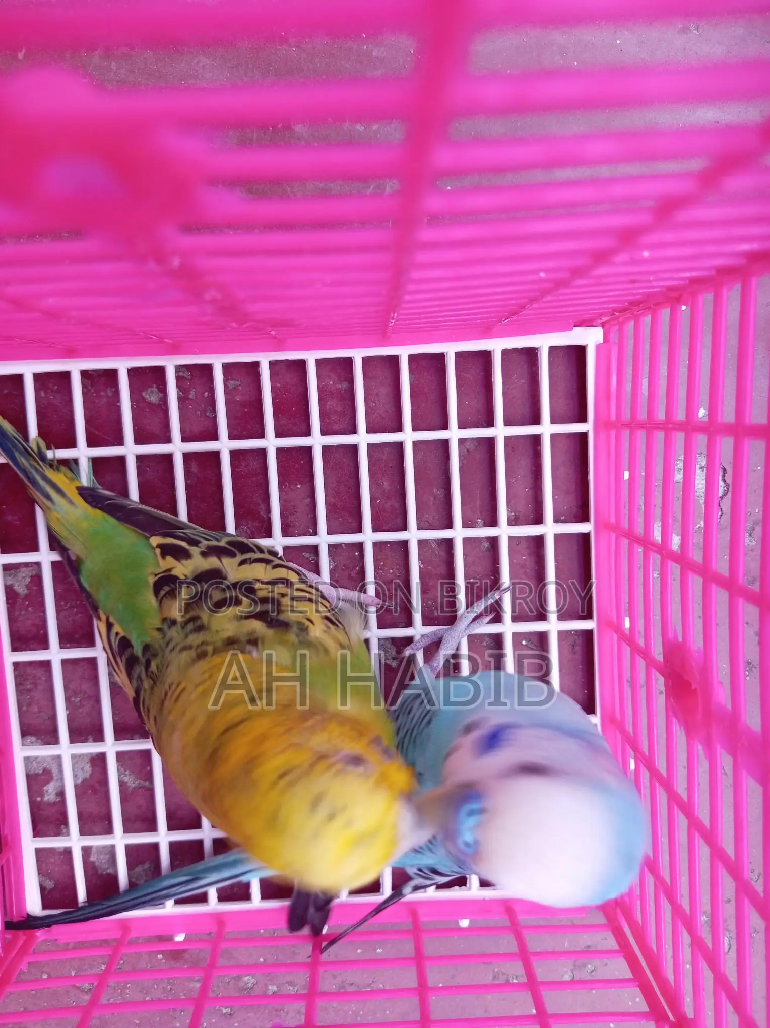 Adult Budgie Birds