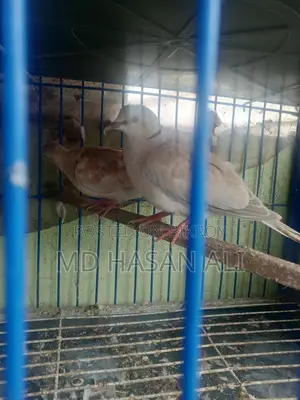 Australian Dove