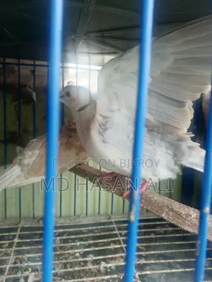 Australian Dove