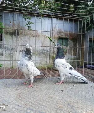 Pigeons for sale