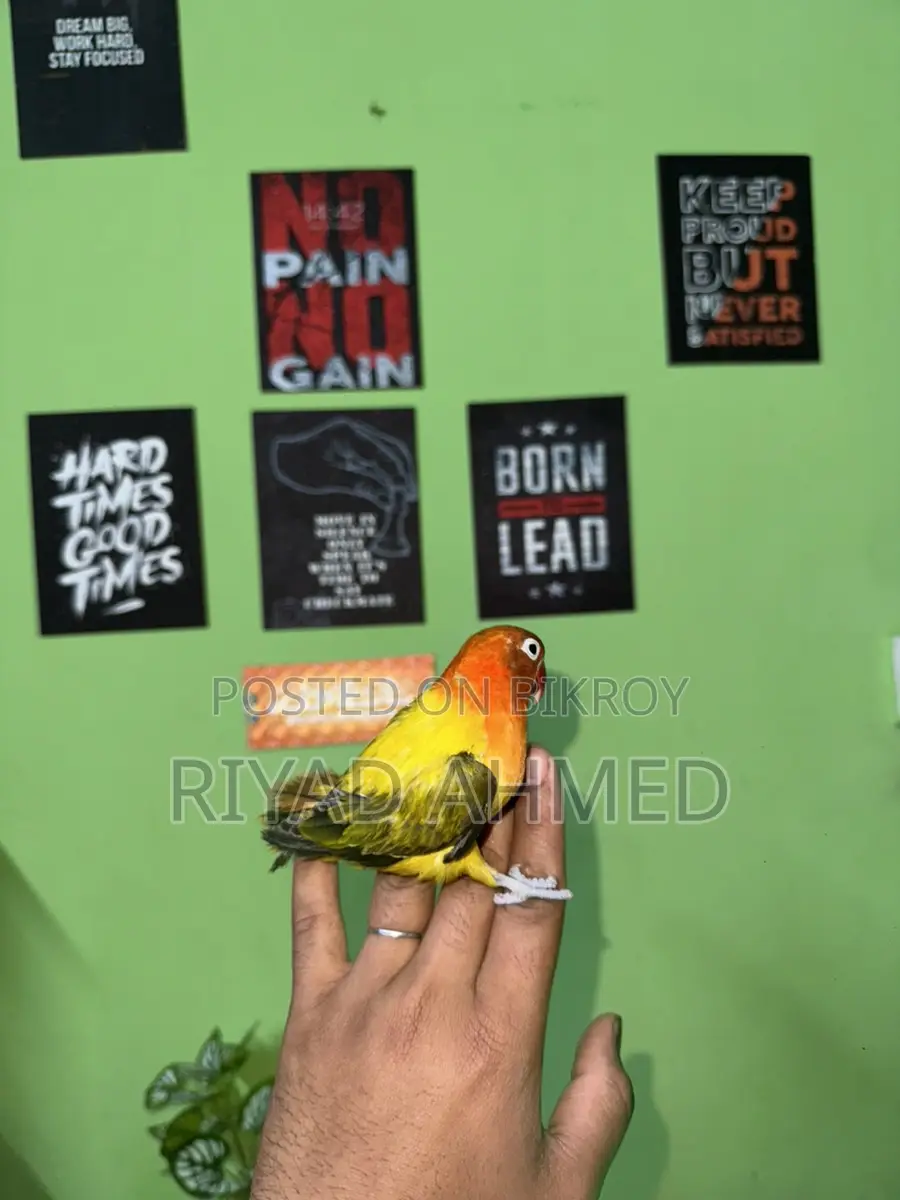 Love Bird