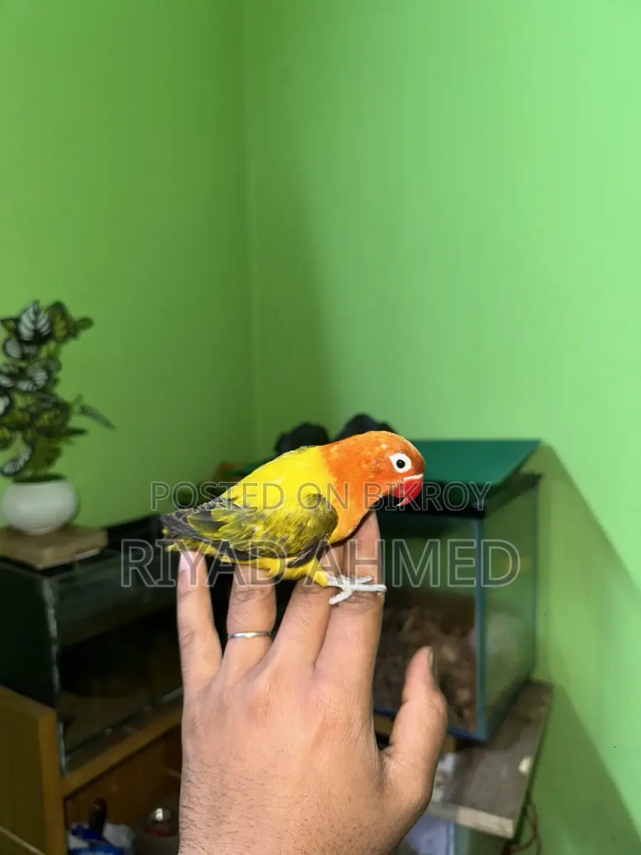 Love Bird