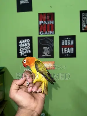 Love Bird