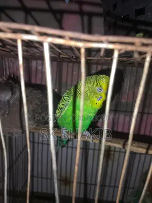 A running male bird for sale