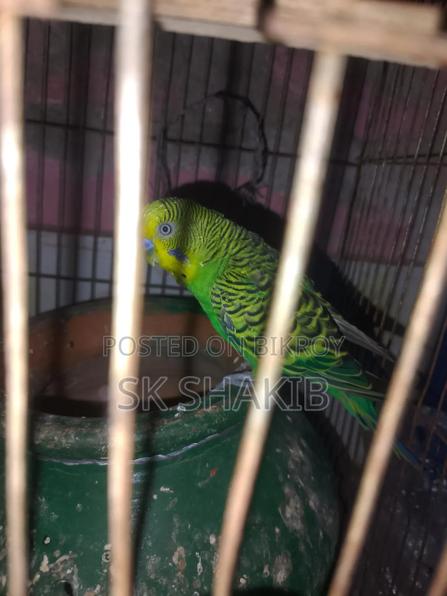 A running male bird for sale