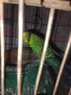 A running male bird for sale