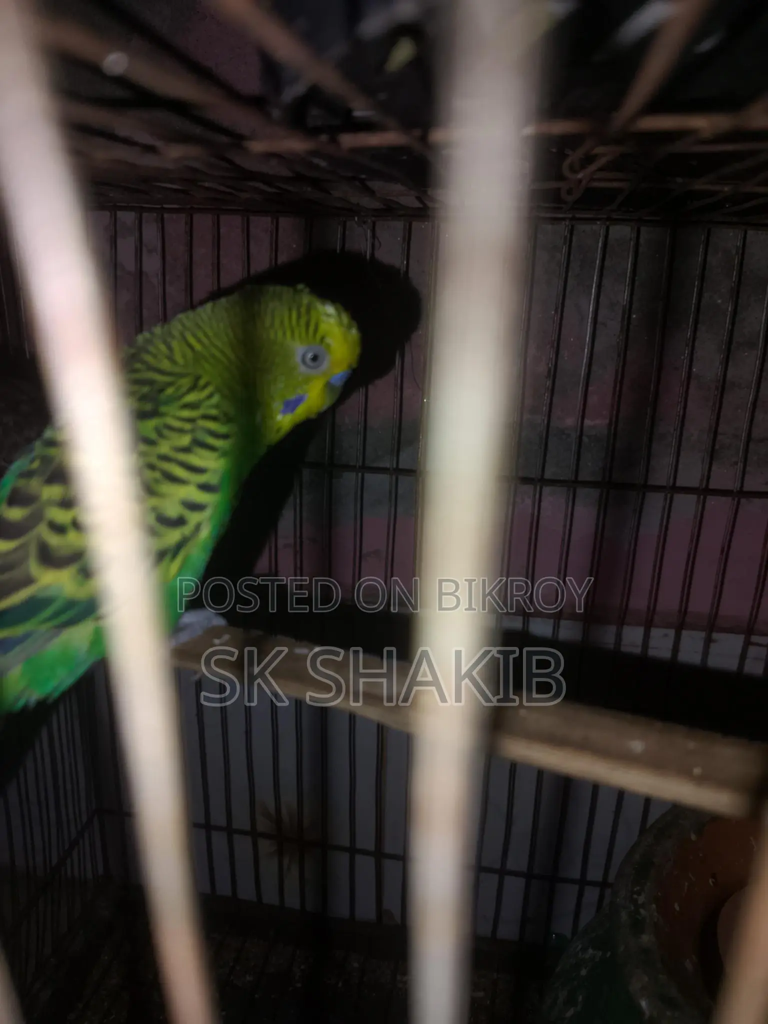 A running male bird for sale