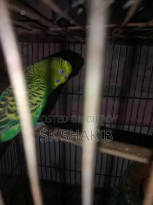 A running male bird for sale