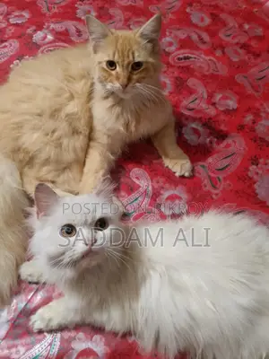 পারসিয়ান বিড়াল