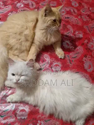 পারসিয়ান বিড়াল