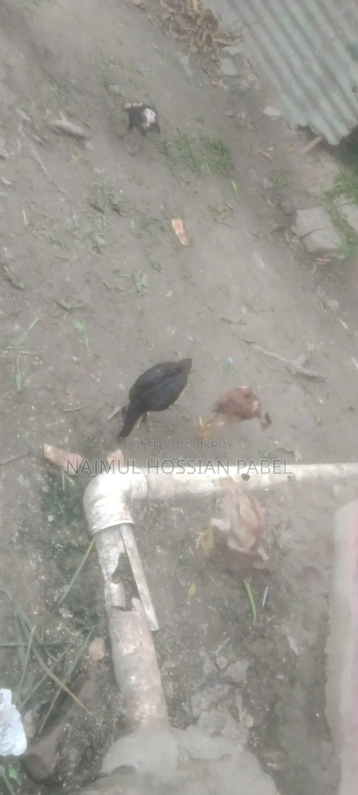 Fighter Chicken