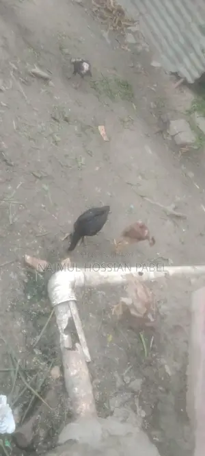Fighter Chicken