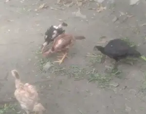 Fighter Chicken