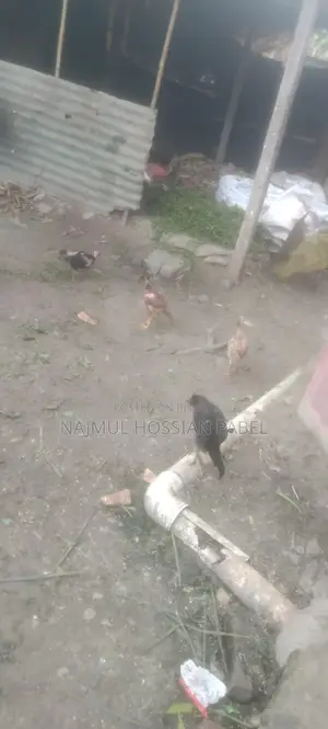 Fighter Chicken