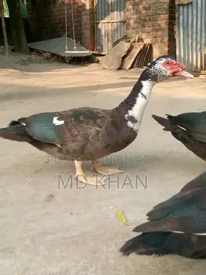 চিনা হাঁস বিক্রি করা হবে।