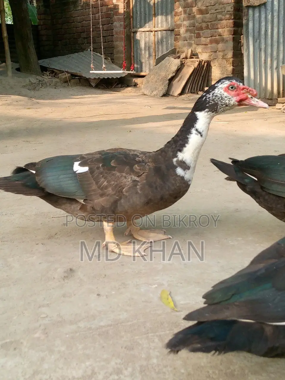 চিনা হাঁস বিক্রি করা হবে।