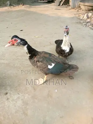 চিনা হাঁস বিক্রি করা হবে।