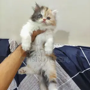 Persian Calico Female Kitten