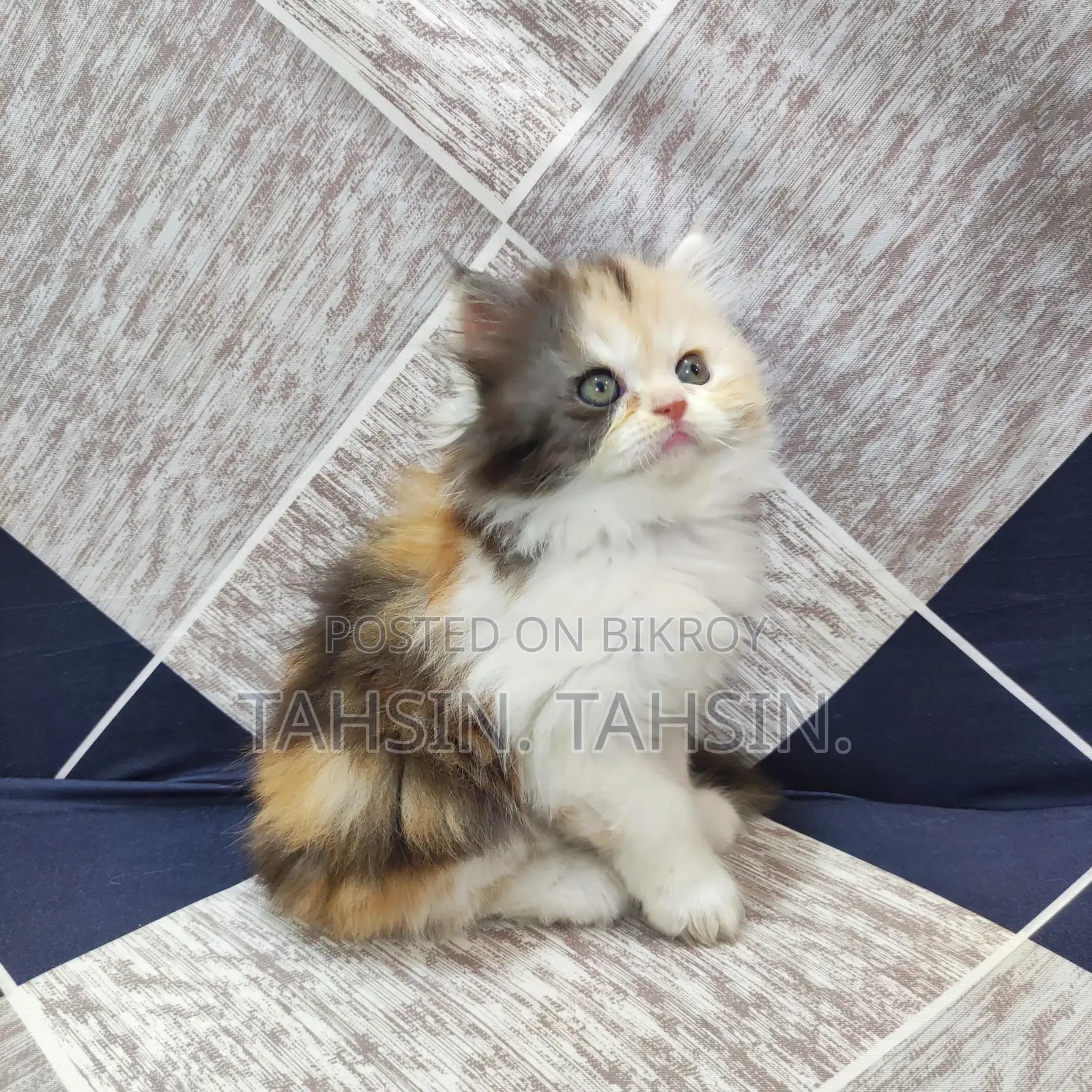 Persian Calico Female Kitten