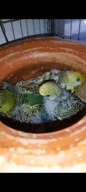 ২টি বাচ্চা সহ জাভা পেয়ার