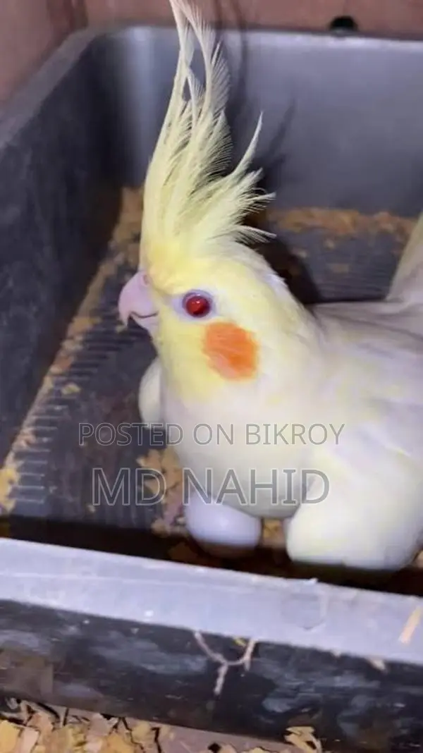 Cockatiel Bird