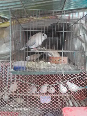 Dove Birds for Sale