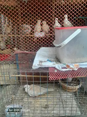 Dove Birds for Sale