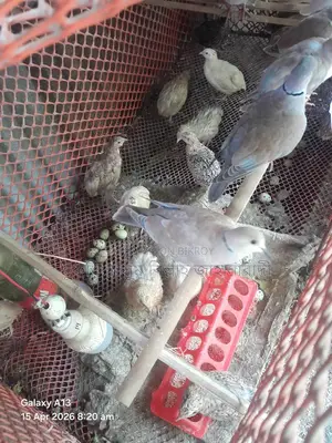 Dove Birds for Sale