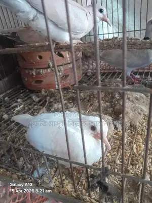 Dove Birds for Sale