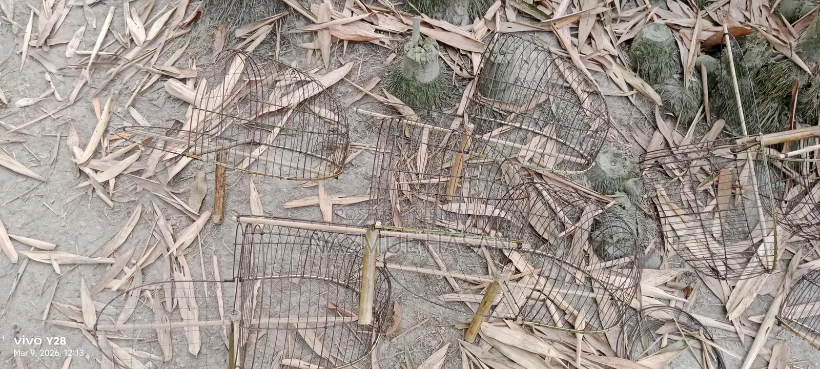 ঘুঘু পাখির খাঁচা।