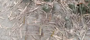 ঘুঘু পাখির খাঁচা।