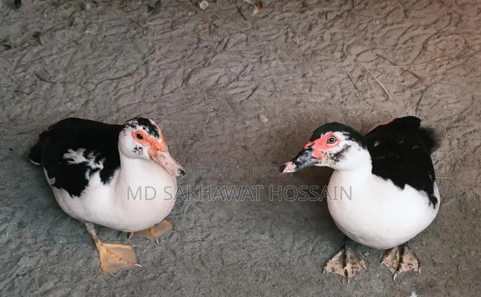 Chinese Duck for Sale