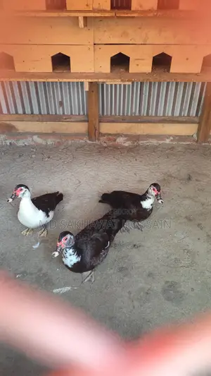 Chinese Duck for Sale