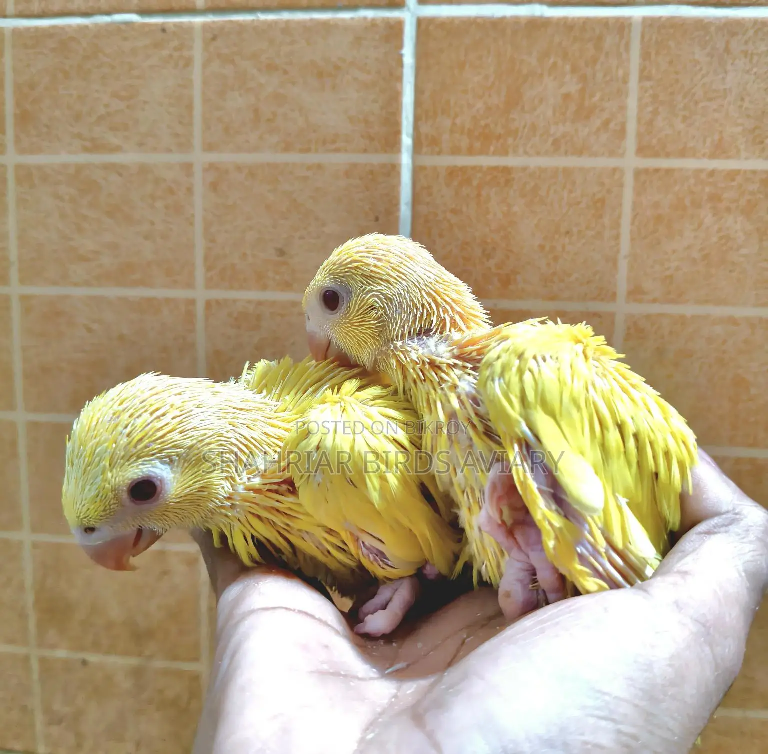 Lutino Ringneck Parrot Baby