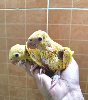 Lutino Ringneck Parrot Baby