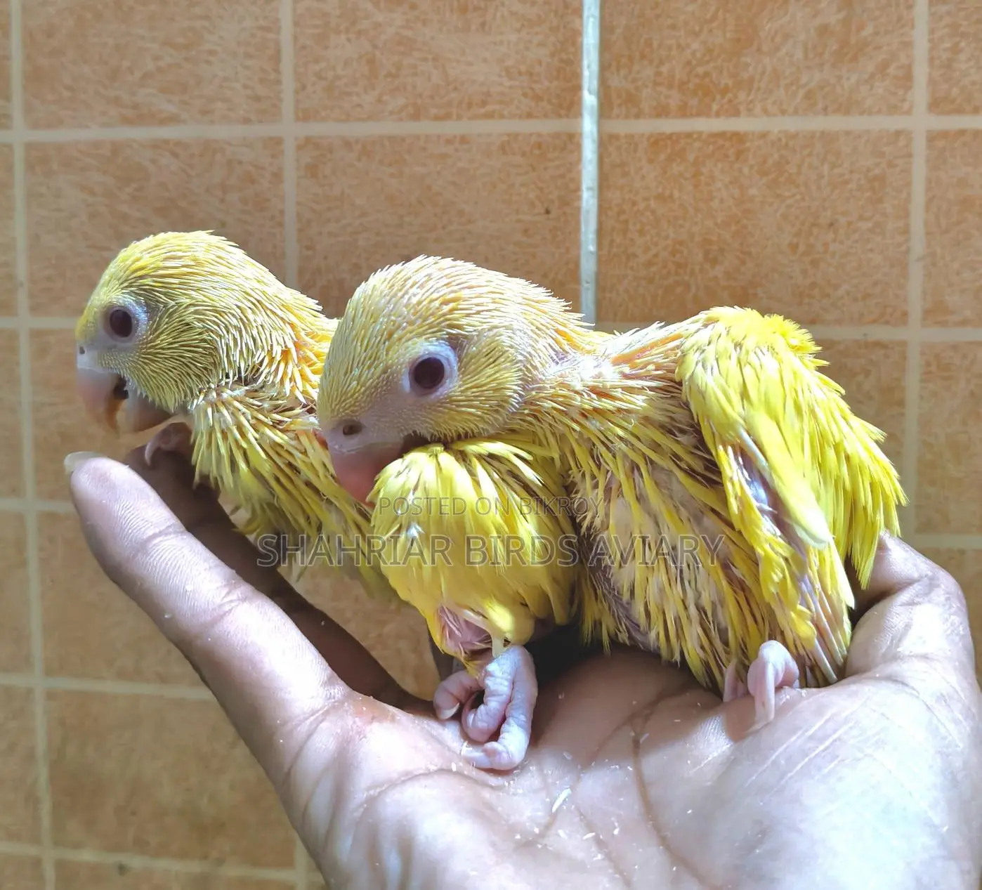 Lutino Ringneck Parrot Baby