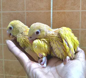 Lutino Ringneck Parrot Baby