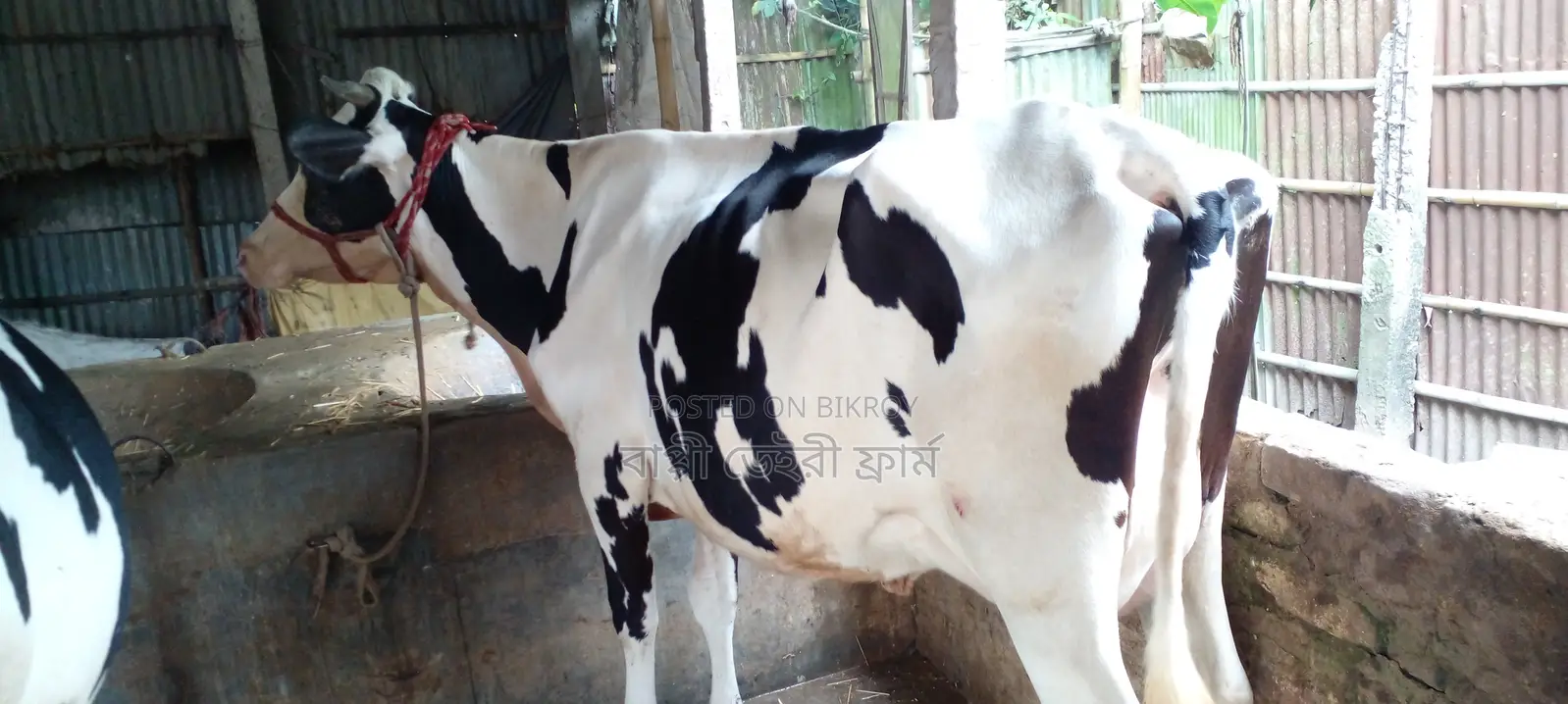 ১০৮৭নং গাভী ভালো জাতের ।