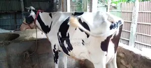 ১০৮৭নং গাভী ভালো জাতের ।